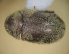 Protheca hispida thumbnail 3