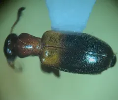 Narrow-necked Grain Beetle thumbnail 2