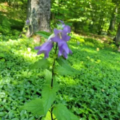 Nettle-leaved Bellflower thumbnail 3