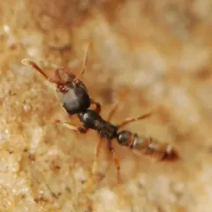Eastern Dracula Ant thumbnail 2