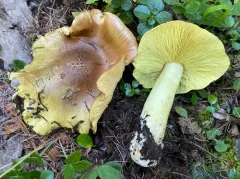 Yellow Knight thumbnail 1