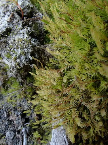 Pohlia proligera
