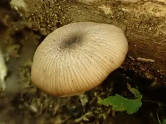 roughened pinkgill thumbnail 1