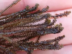 Marsupella aquatica thumbnail 2