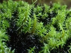 Marsh Forklet Moss thumbnail 2