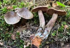 Cortinarius brunneus thumbnail 3
