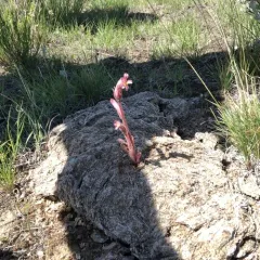clustered broomrape thumbnail 3