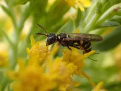 Cerceris kennicottii thumbnail 2