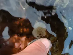 lacy crust bryozoan thumbnail 1