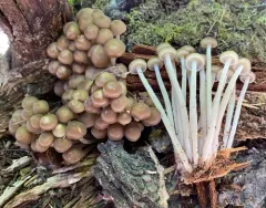 Clitocybula familia thumbnail 3