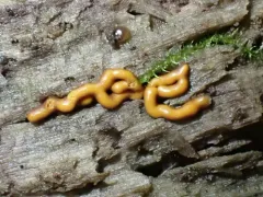 Gulielmina vermicularis thumbnail 3