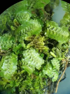 Macrodiplophyllum flaccidum thumbnail 2