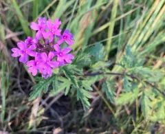 rose vervain thumbnail 2