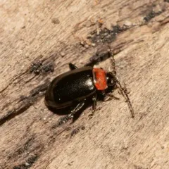 Spinach Flea Beetle thumbnail 3