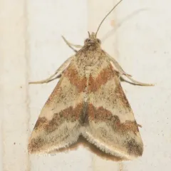 Rufous-banded Crambid Moth thumbnail 3
