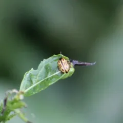 Cottonwood Leaf Beetle thumbnail 4