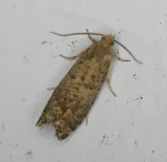 European Spruce Needleminer Moth thumbnail 3