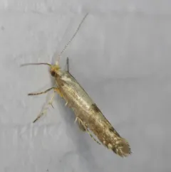 Apple Fruit Moth thumbnail 4