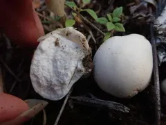 summer puffball thumbnail 2