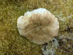 Tricholoma apium thumbnail 3