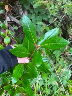 strawberry tree thumbnail 3