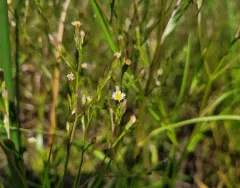 annual saltmarsh aster thumbnail 4