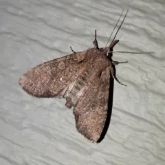 Garden Arches Moth thumbnail 2