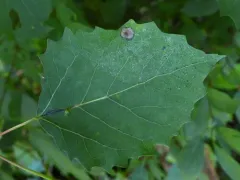 aspen leaf gall midge thumbnail 3