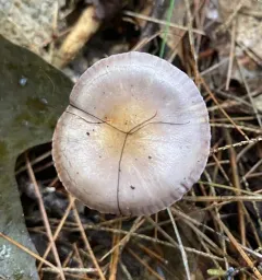 Silvery-violet Cort thumbnail 3