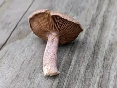 Inocybe obscuroides thumbnail 2