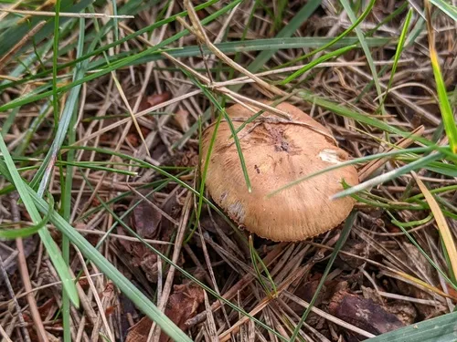 Inocybe nothomixtilis