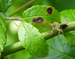 Rose Black Spot thumbnail 4