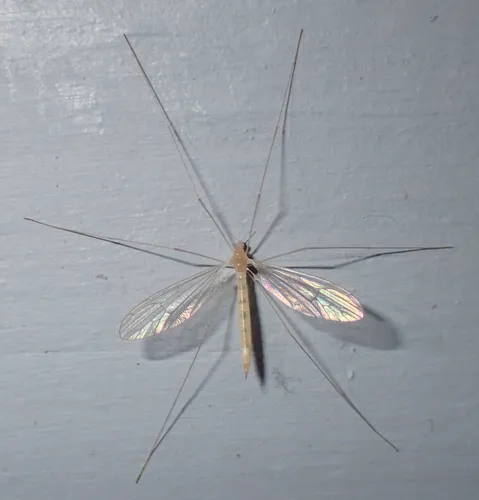 Dicranota flaveola