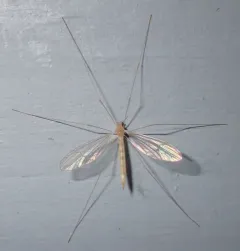 Dicranota flaveola thumbnail 1