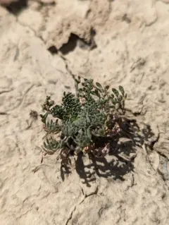 Slickspot peppergrass thumbnail 4