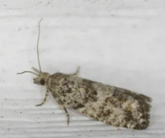 Yellow Spruce Budworm Moth thumbnail 2