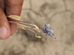 Anderson's larkspur thumbnail 4