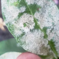 Golovinomyces magnicellulatus thumbnail 4