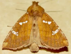 Hop-gall Borer Moth thumbnail 3