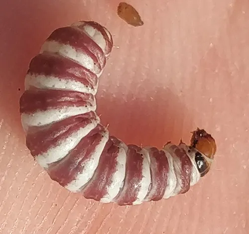 Schinia mitis