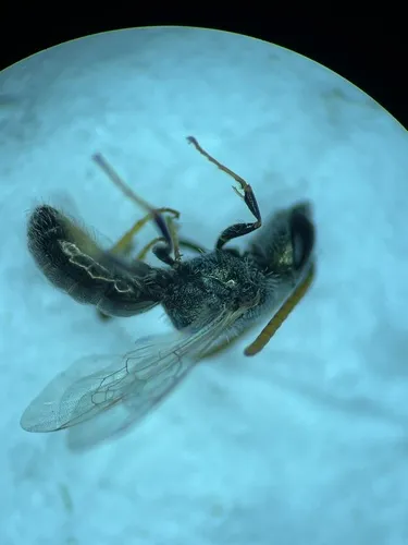 Incomplete Sweat Bee