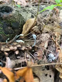 Hypomyces papulasporae thumbnail 2