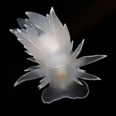 White-lined Dirona thumbnail 4