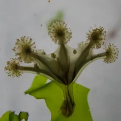 Haliclystus sanjuanensis thumbnail 3