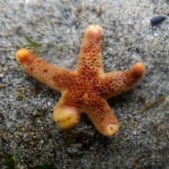 Dwarf Mottled Henricia thumbnail 4