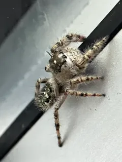 canopy jumping spider thumbnail 2