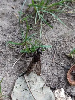 Maroon-legged Lion Fly thumbnail 1
