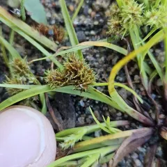 Bearded Flatsedge thumbnail 2