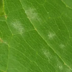 Grape Powdery Mildew thumbnail 2