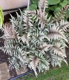 Japanese painted fern thumbnail 3